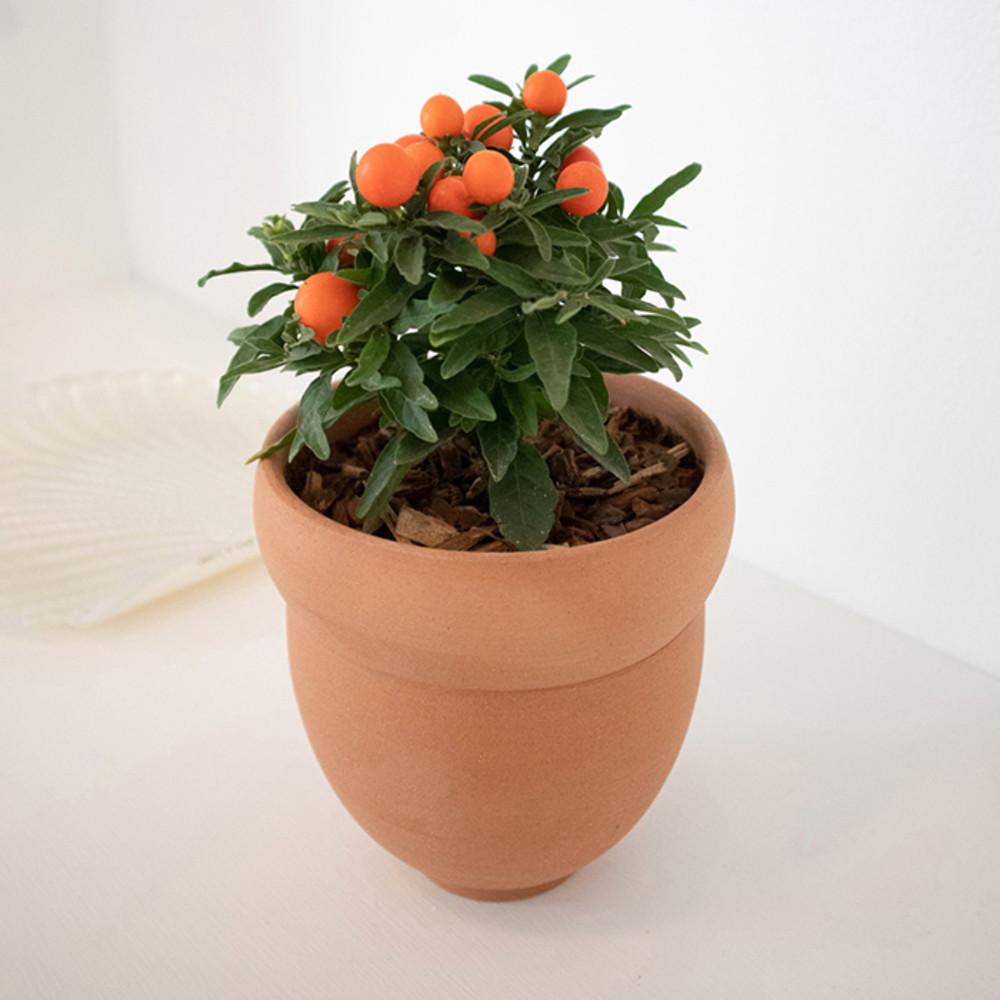 [스프라우트] Sprout BE NATURAL Nut pot 미니 토분 분갈이 화분 M