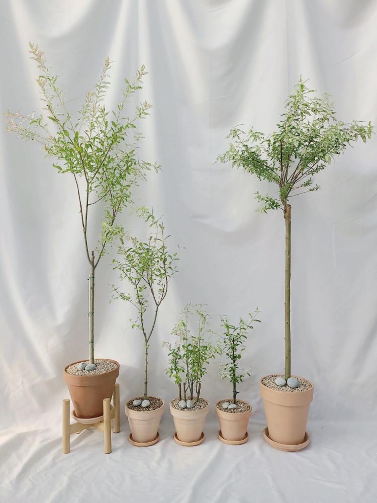 플라밍고 셀릭스 삼색버드나무 오색버드나무 화이트핑크 외목대 식물만 구매