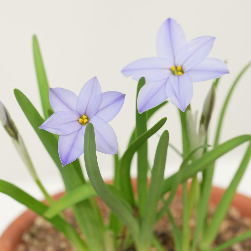 아이페이온 소형 보라별 꽃 외목대 키우기 화분 식물 구근 이태리 토분