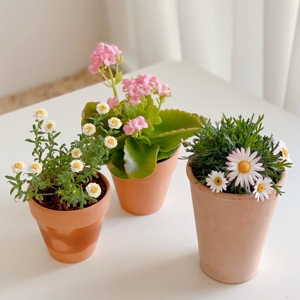 봄 꽃 화분 종이꽃 카랑코에 삼색 핑크 마가렛 목마가렛 피나타 라벤더 애니시다 화분