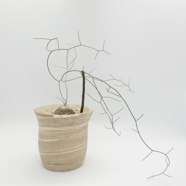 드리미아 인트리카타