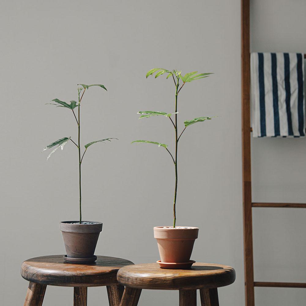 황칠나무 이태리독일2종 토분세트 인테리어 거실화분 개업 축하화분