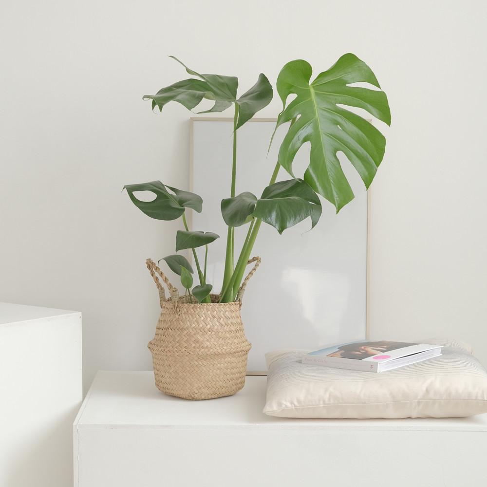 몬스테라 실내 공기정화 식물 인테리어 해초 라탄 바구니 영양제10p 풀세트 60cm이하