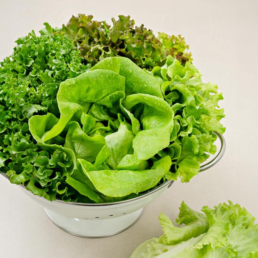 유럽 샐러드 채소 야채 모듬 상추 유러피안 쌈채소