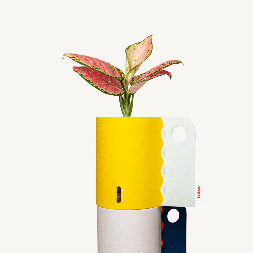 반수경재배 식물키트 레이어드 컬러 - 아글라오네마 레이디 발렌타인 M