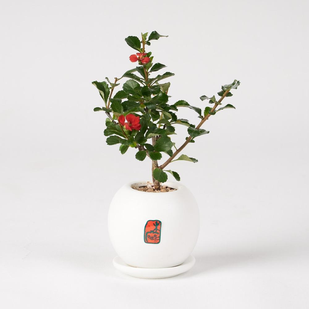 모더니즘 매화(소)