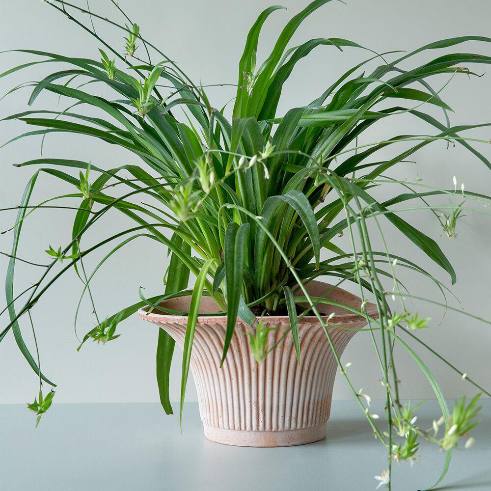 베르그포터 데이지