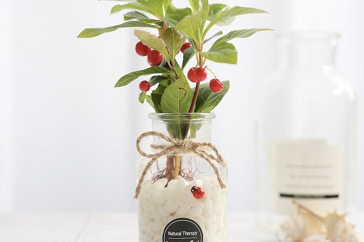 천냥금 유리 직선병 수경재배식물 SET