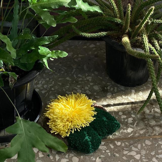 Dandelion objet 민들레 오브제