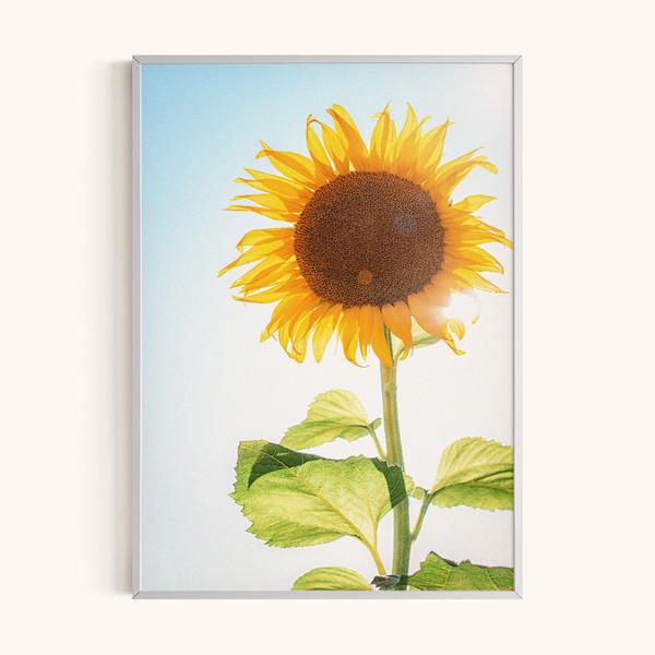 Big Sunflower