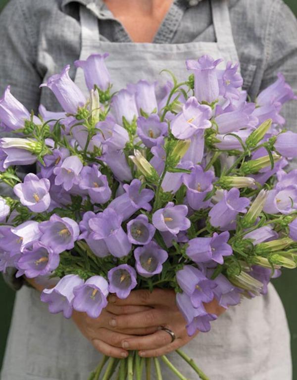 캄파눌라 챔피언 스카이블루 꽃씨앗10립