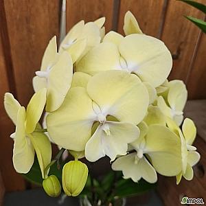 호접란 옐로우빅립 쌍대