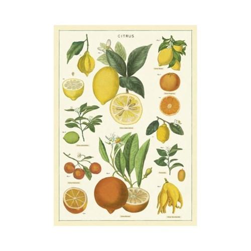 카발리니 포스터-Citrus