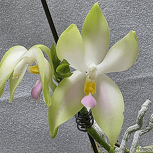 연그린과 핑크가 어우러진 향기 좋은 원종 호접란 - Phal. bellina var. 'Fire'