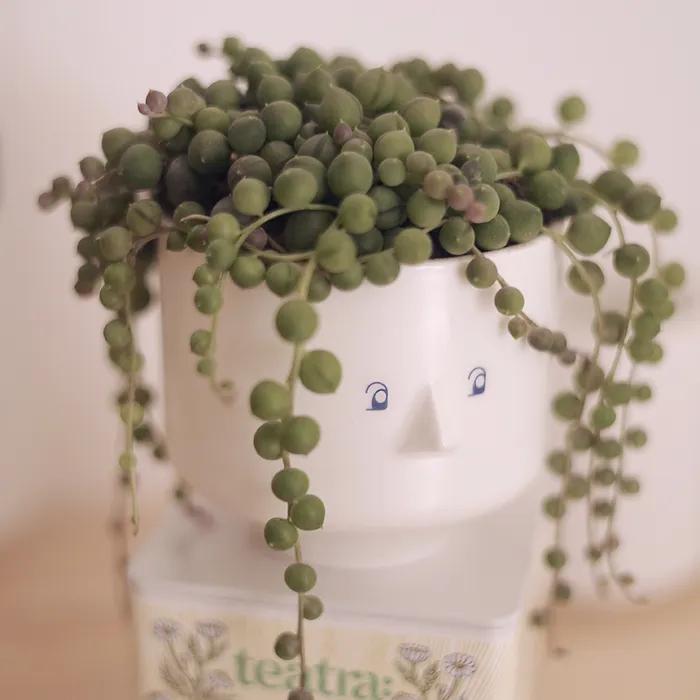 코식이 Custom planter