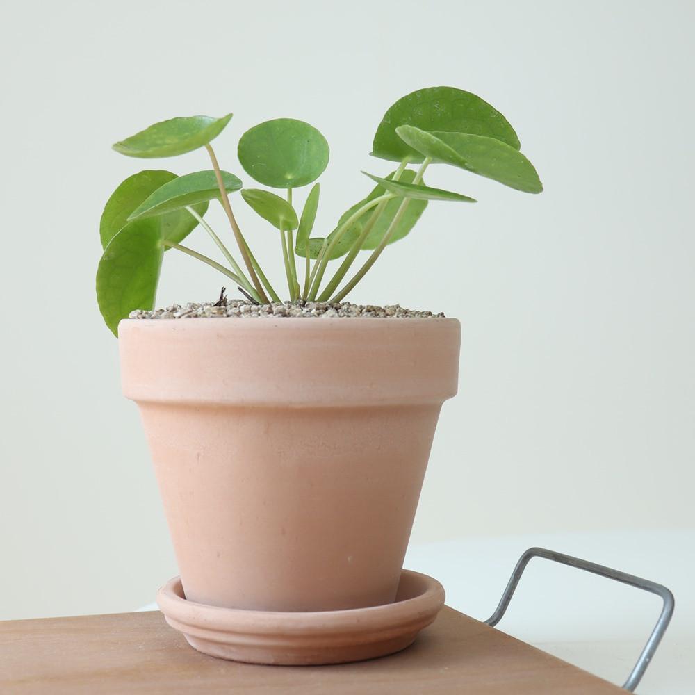 필레아페페 소형 이태리 토분 화분 페페로미오이데스 공기정화식물