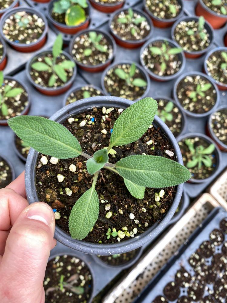 [원평허브농원] 커먼세이지, 세이지 모종 - 10cm 화분