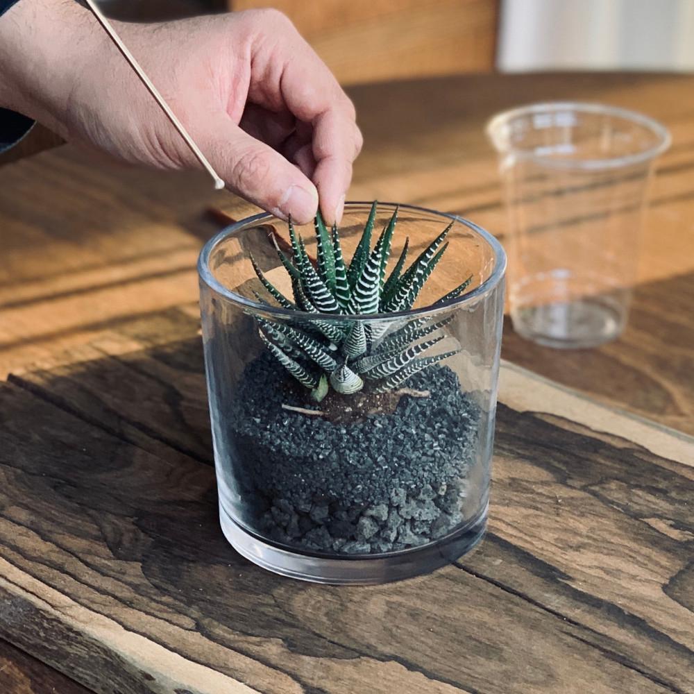 사루만 다육 테라리움 DIY 만들기 키트 선인장 반려식물 공기정화식물 인테리어 화분