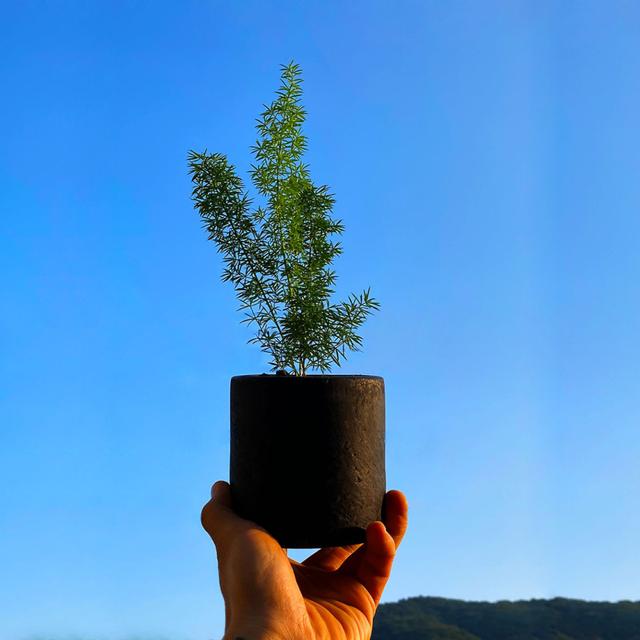 아스파라거스 메이리 그늘에서 잘 자라는 음지 식물 블랙 테라조 화분 세트