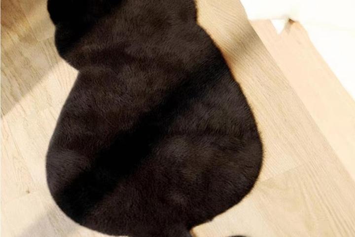 [해외] 부드러운 고양이 쉐입 양모 러그 카펫