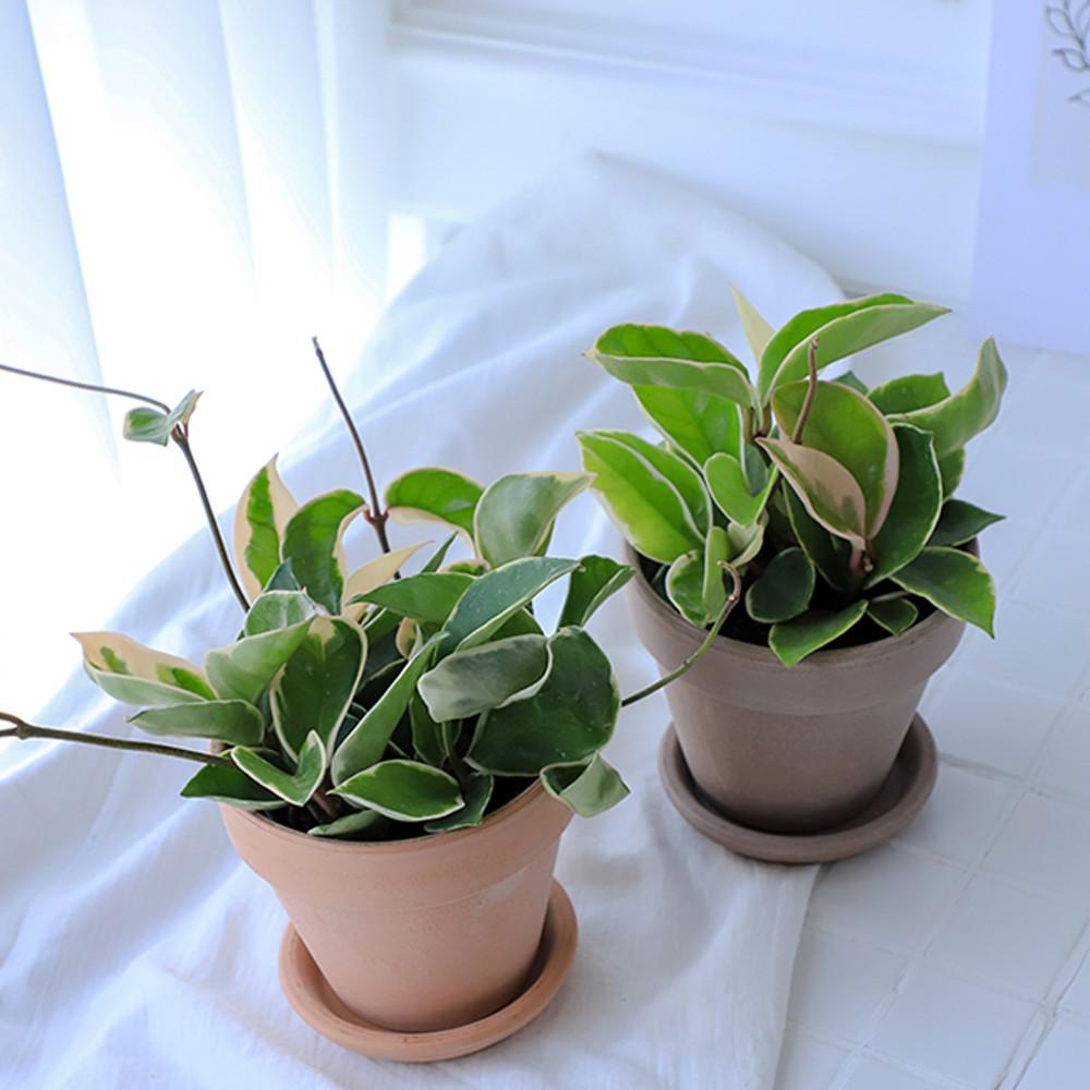 공기정화식물 호야 스킨답서스 아이비 스파트필름 오색마삭줄 마크라메 토분 화분 키우기