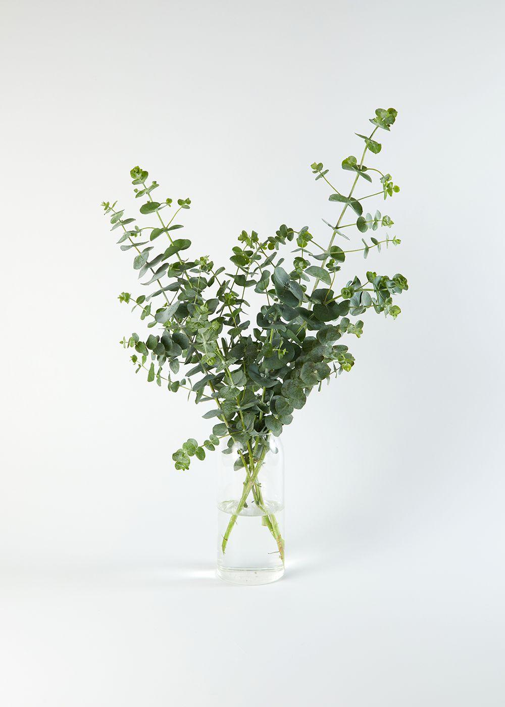 블랙잭 유칼립투스_5대