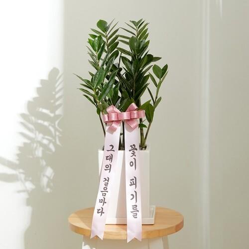 [개업식물] 돈과 복이 들어오는 금전수+리본 화분 (개업/승진/집들이/이사/축하)