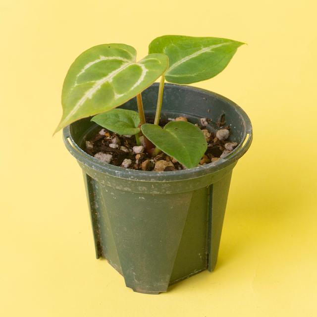 안스리움 매그니피컴 Anthurium Magnificum