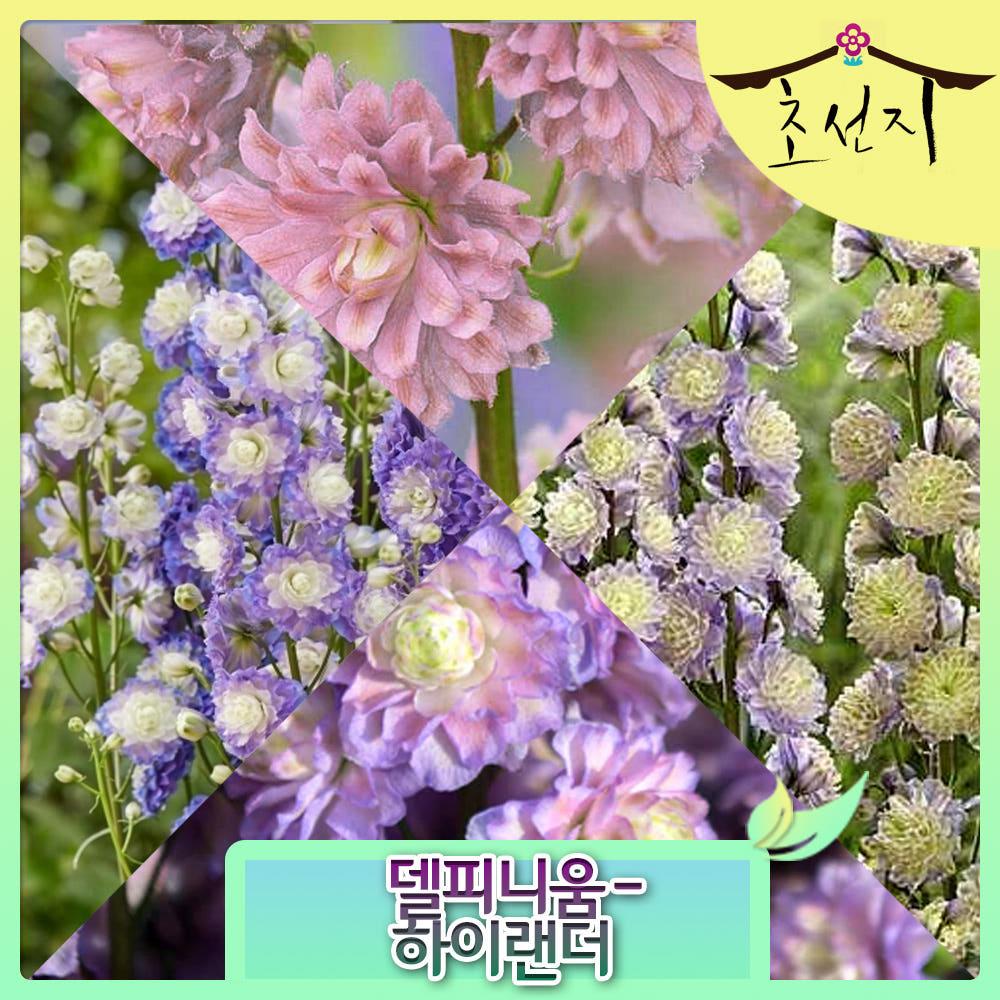 [초선지] 델피늄 Delphinium 봄꽃 네온 드림 미스테리 센세이션 추식