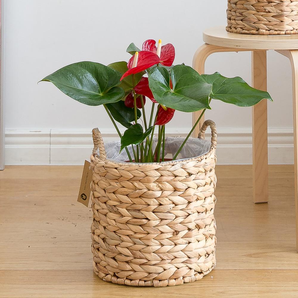 피플랜트 중소형 레드 안스리움 더 라탄 키우기쉬운 반려 식물 인테리어 플랜테리어 승진화분