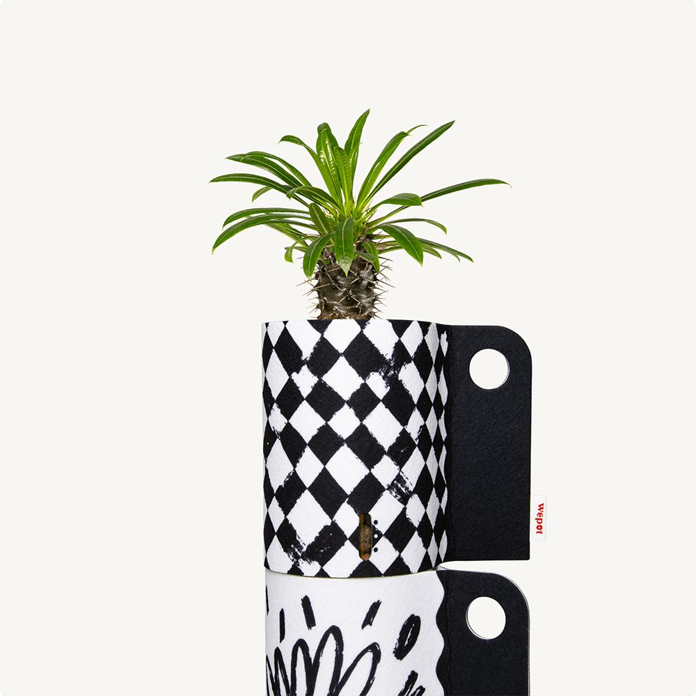 반수경재배 식물키트 레이어드 블랙 - 마다가스카르 팜 M