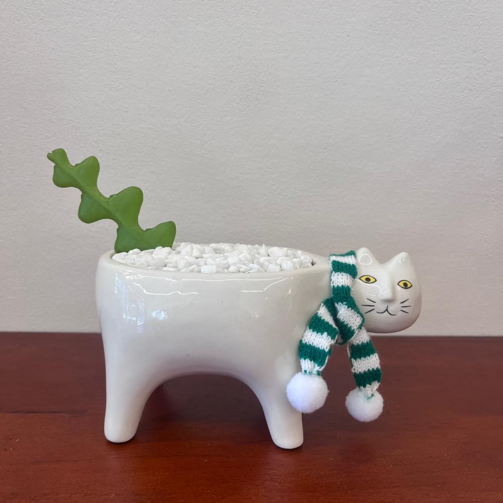 고양이 화분 귀여운 소형 미니 백색 피쉬본 선인장