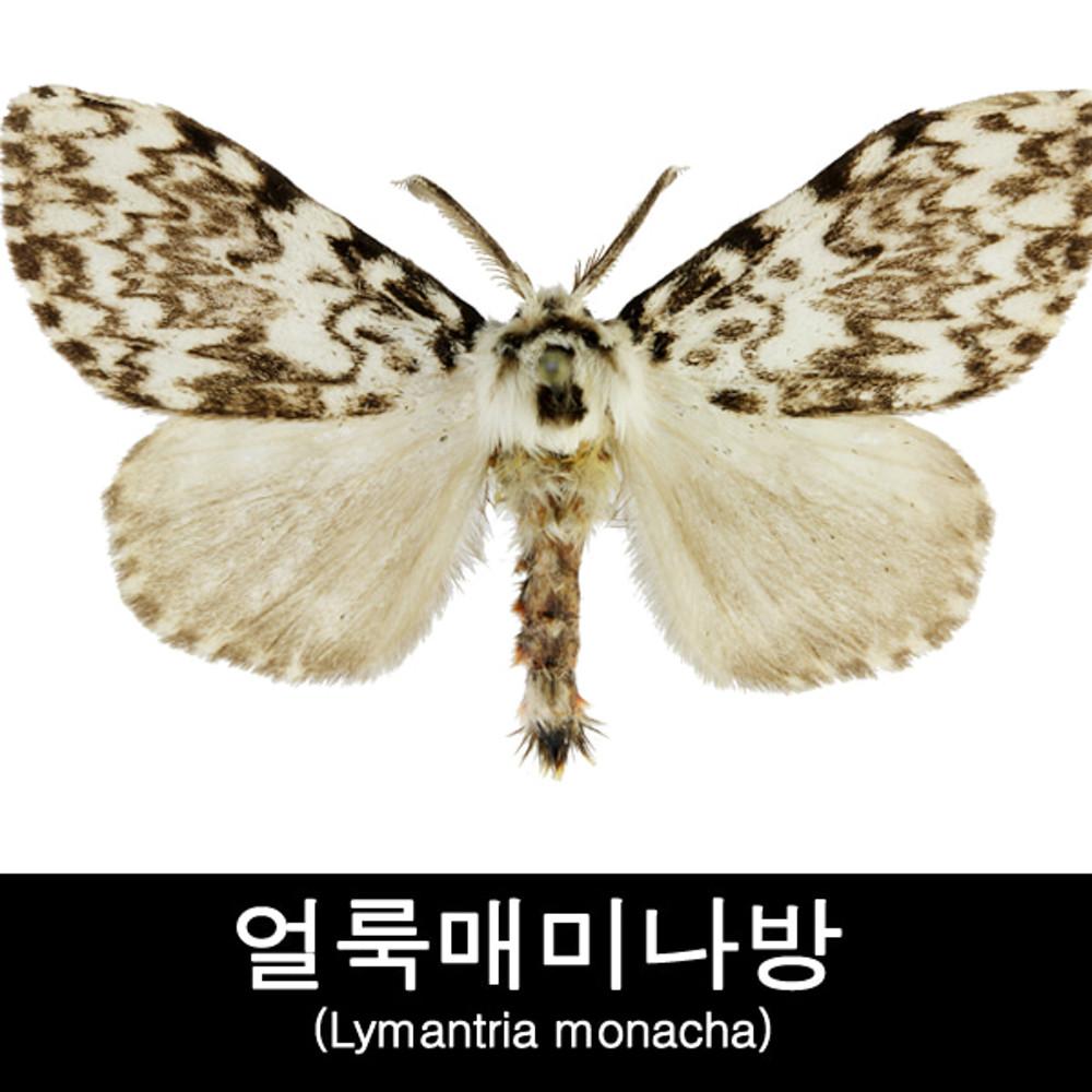 나방표본/얼룩매미나방표본/Lymantria monacha