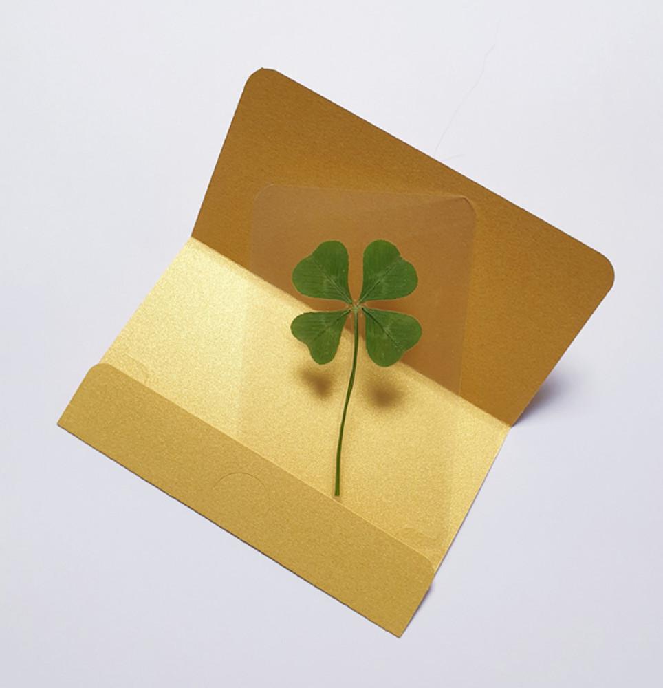 FLC 101-55 (진짜네잎클로버 코팅카드-골드봉투-일반크기/대빵크기)-1개