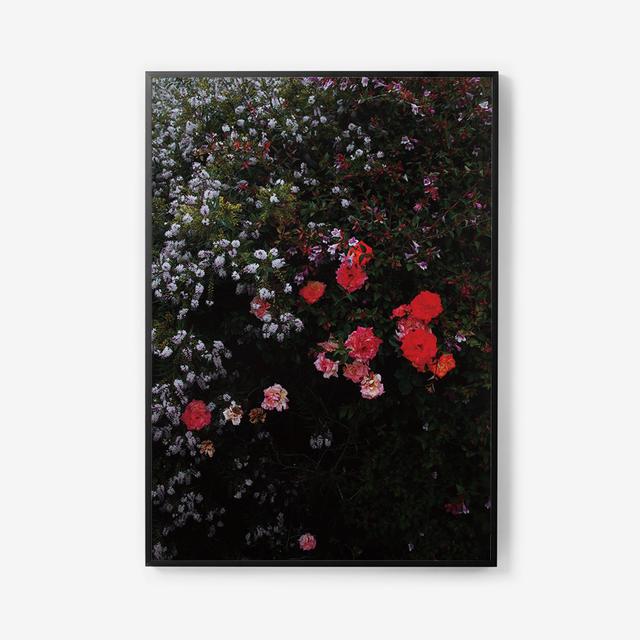 Midnight Roses