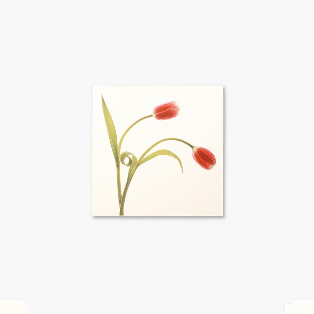 글월 GUELWOLL 플라워 카드 Flower Card 튤립