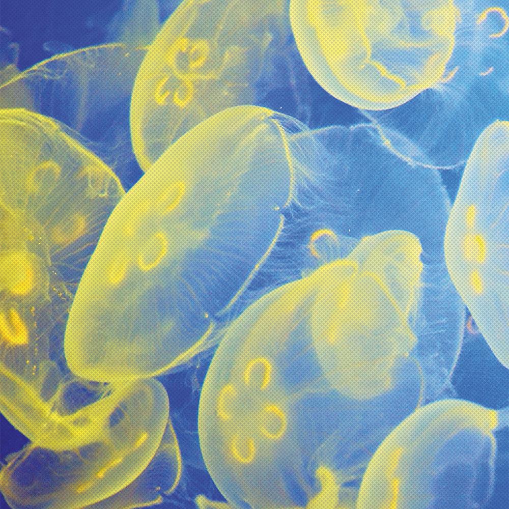 [씨스루랩] 젤로 플레이 해파리 포스터