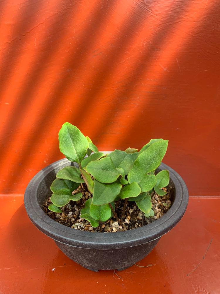 애기석위 양치식물 야생화 테라리움