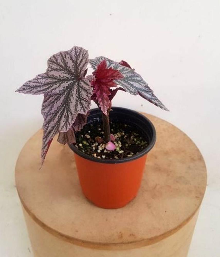 베고니아 핑크밍스 (begonia pinkminx) 10cm포트
