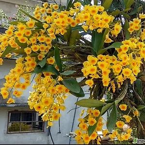 Dendrobium Chrysotoxum.크리소톡숨.고추석곡.나무부작용걸이.예쁜노랑색.아주좋은향.고급종.인기상품.