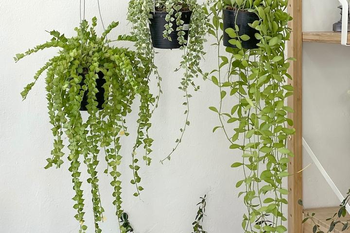 밀리언하트 행잉플랜트 2종