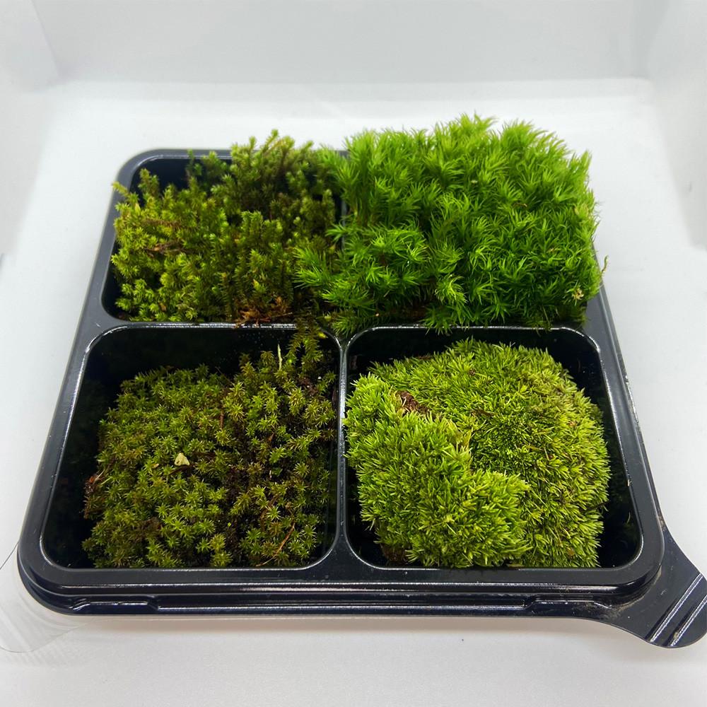 테라리움 이끼 팔루다리움 재료 생이끼 8종 중 4종 DIY 세트