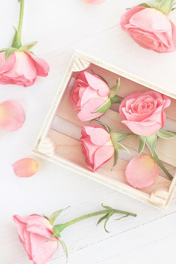 로즈 폼퐁 (AG Type)