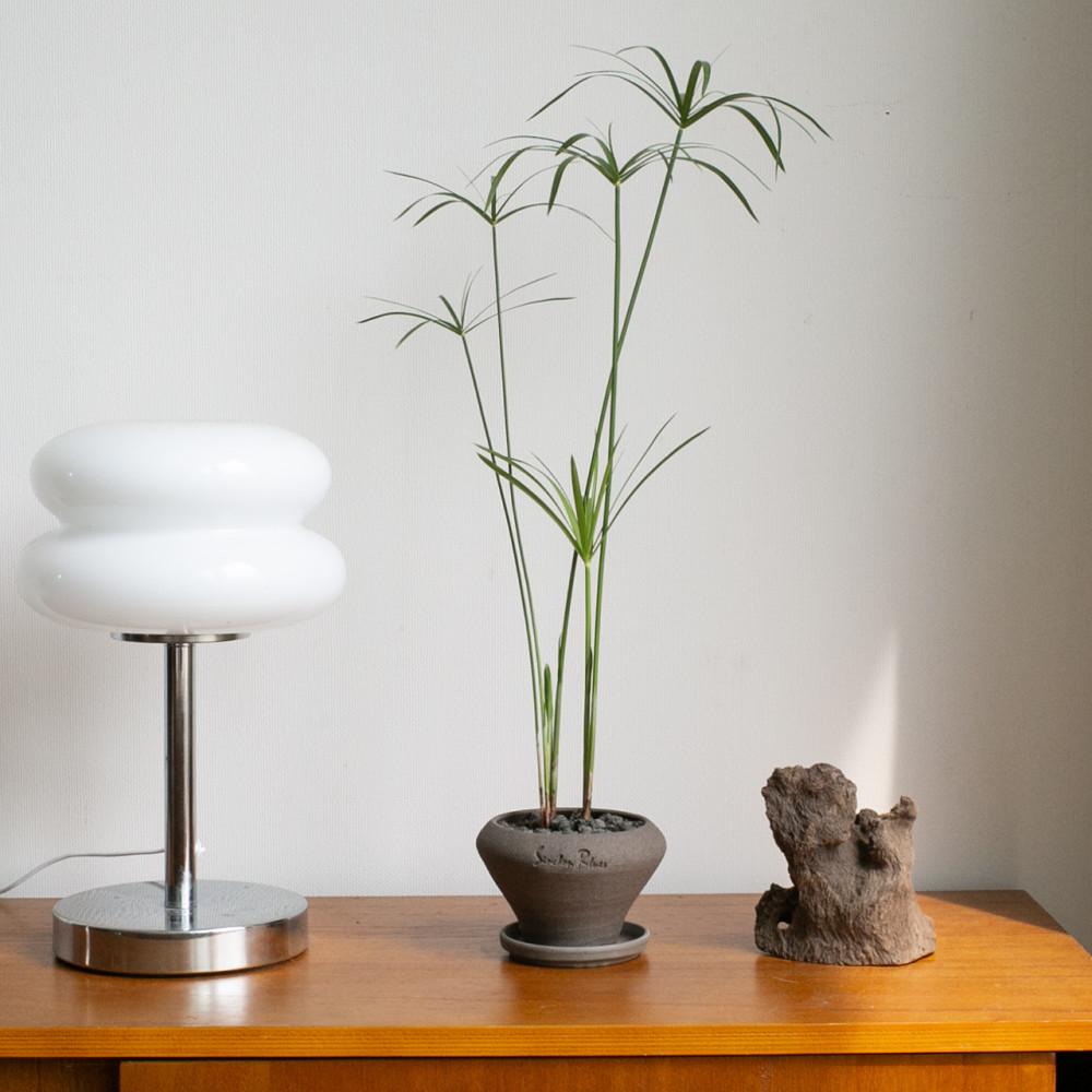 시페루스 공간 플랜테리어 수경 수생식물