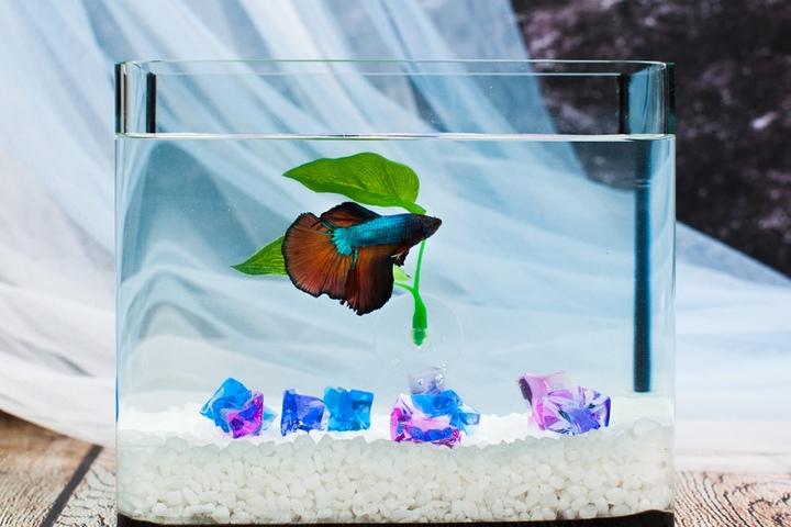 베타 키우기세트 미니어항(소) 사료포함 스타터세트