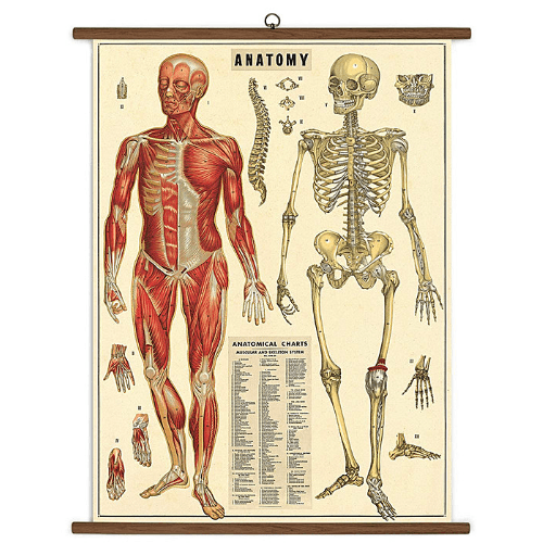Vintage School Chart Anatomy