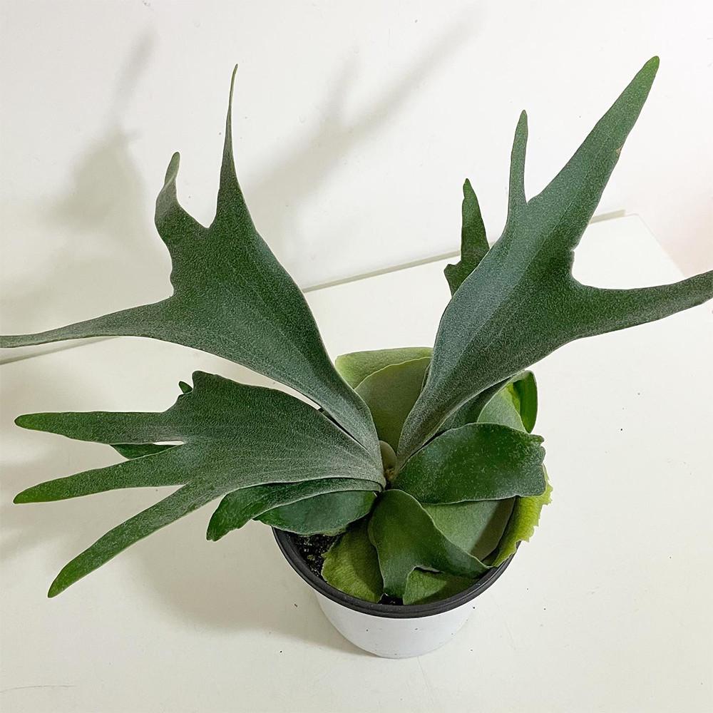 박쥐란 알시콘 공기정화 행잉 인테리어 식물