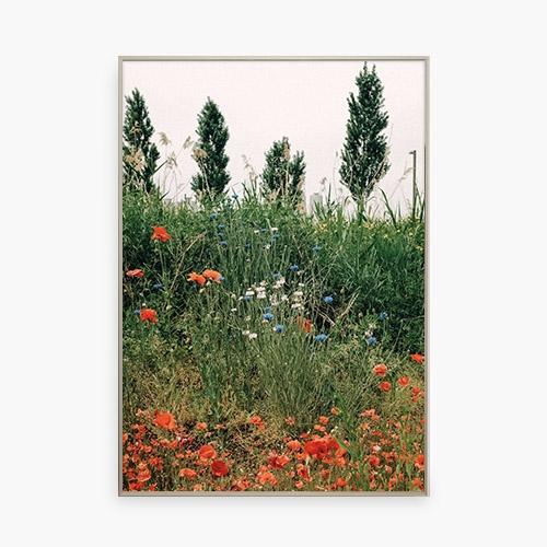End of Spring, Poppy