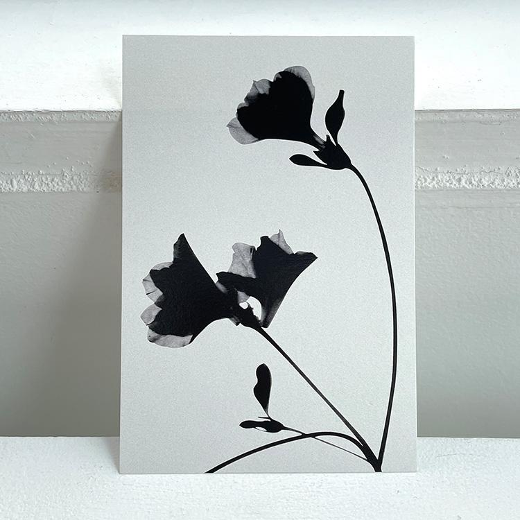 a daytime flower 낮에 피는 꽃 엽서 세트