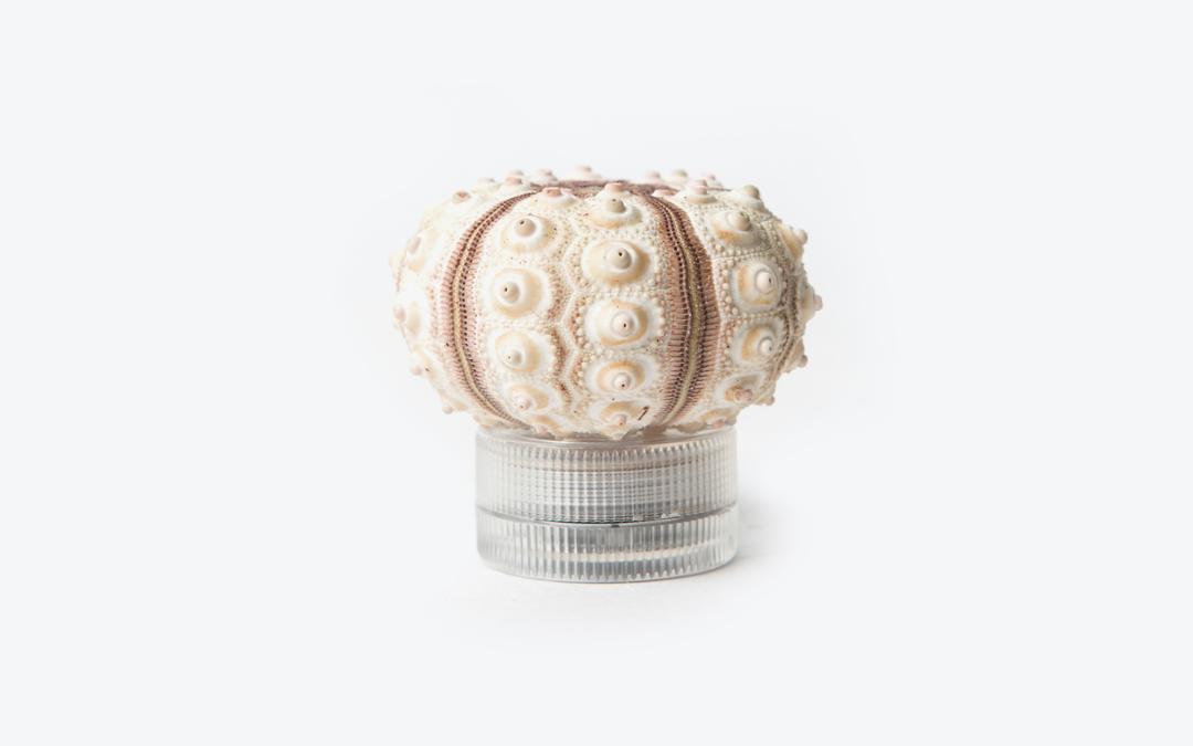 성게램프[스푸트닉성게]